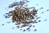 Crystal Rye (British)